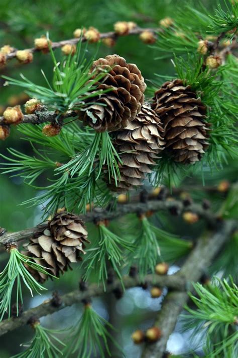 pinecone deutsch.